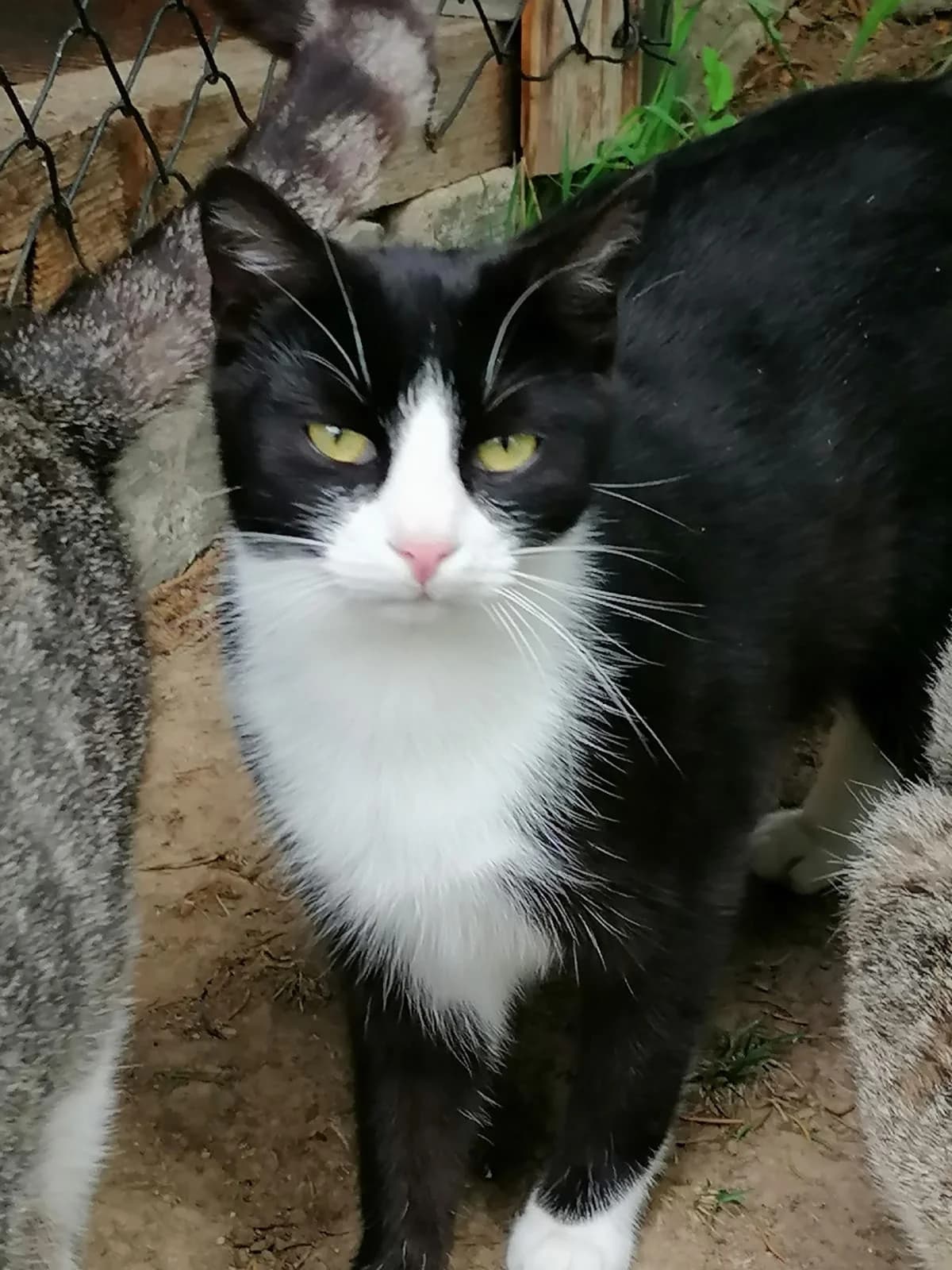 Katerchen 1 Jahr, male young Mixed Breed for adoption at ASPCA Aue Schwarzenberg, Bockau