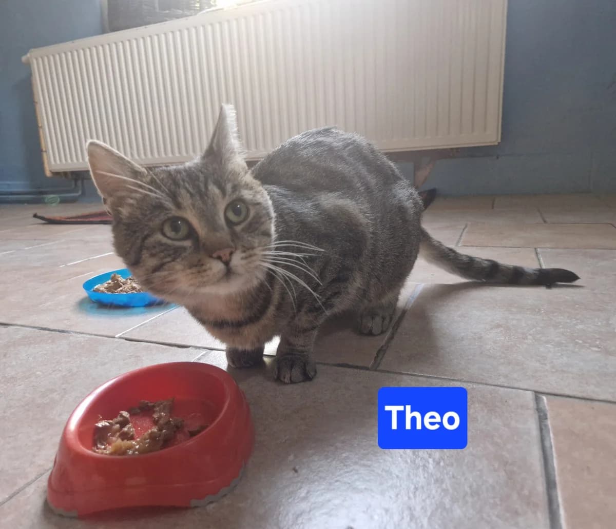 Theo, male 3yo Mixed Breed for adoption at ASPCA Aue Schwarzenberg, Bockau