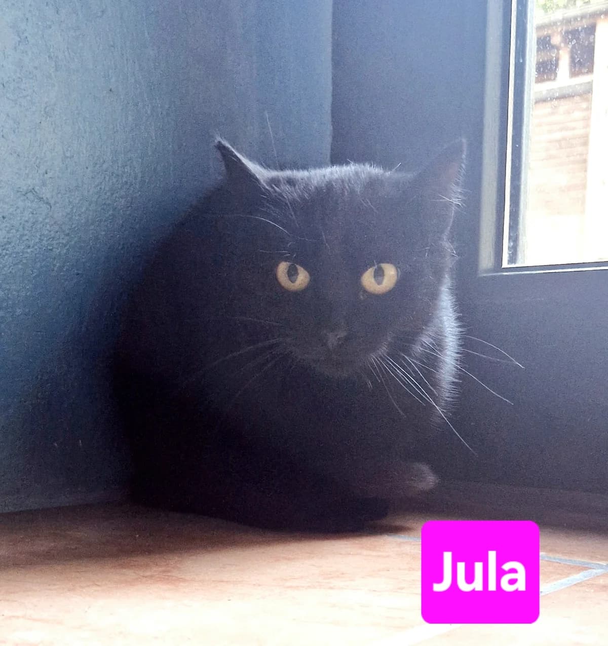 Jasmin und Jula❤️, 3yo Mixed Breed for adoption at ASPCA Aue Schwarzenberg, Bockau
