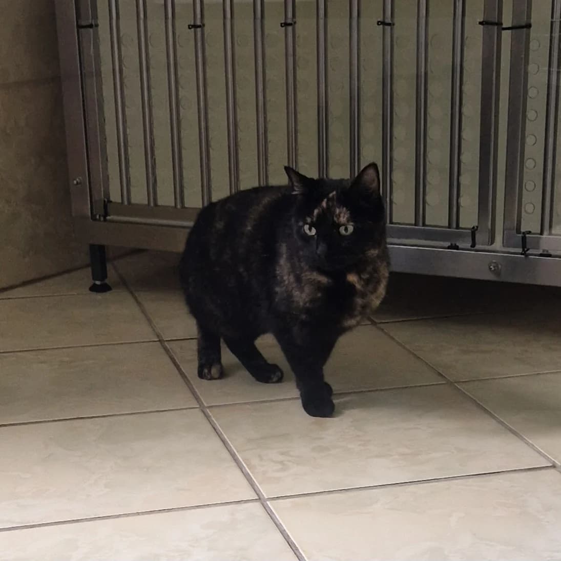Katze Stützengrün, female Mixed Breed for adoption at ASPCA Aue Schwarzenberg, Bockau