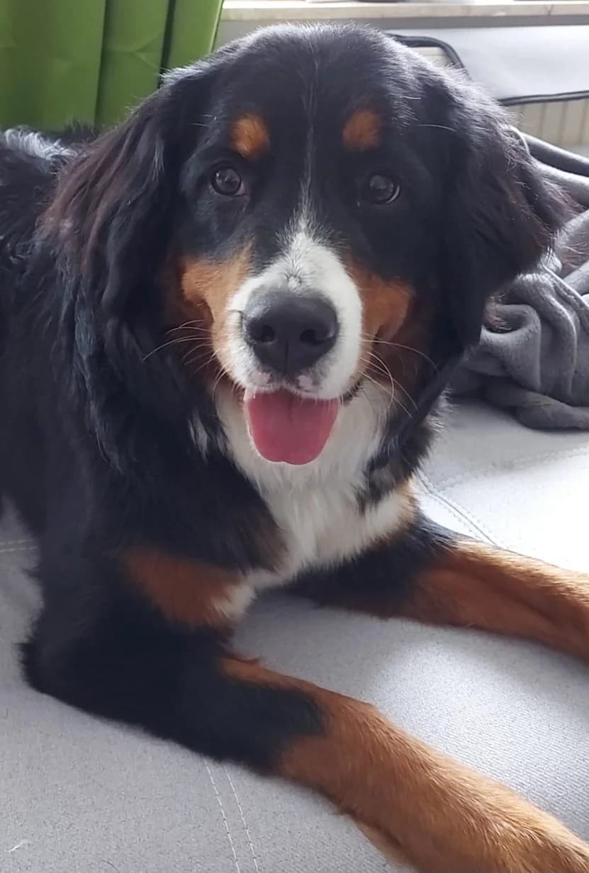 Berner Sennenhündin, female Mixed Breed for adoption at ASPCA Friesoythe and surroundings, Saterland