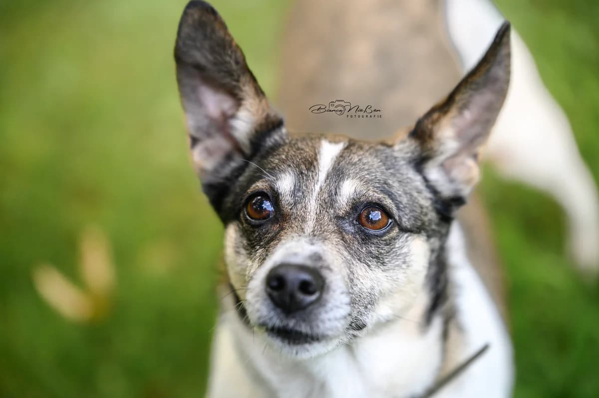 Kessy, female mixed breed for adoption at ASPCA Friesoythe and surroundings, Saterland
