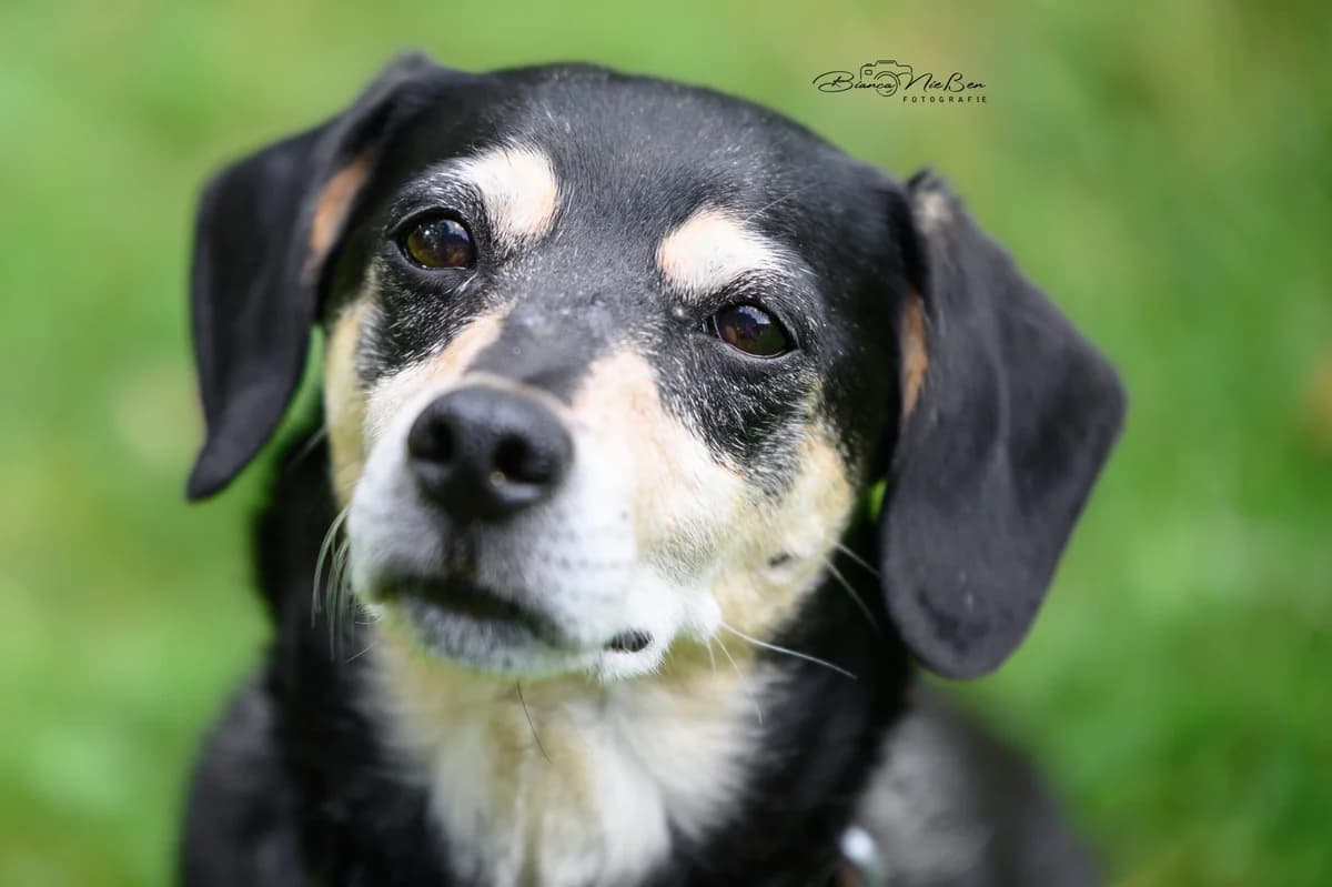 Snappy, male Mixed Breed for adoption at ASPCA Friesoythe and surroundings, Saterland