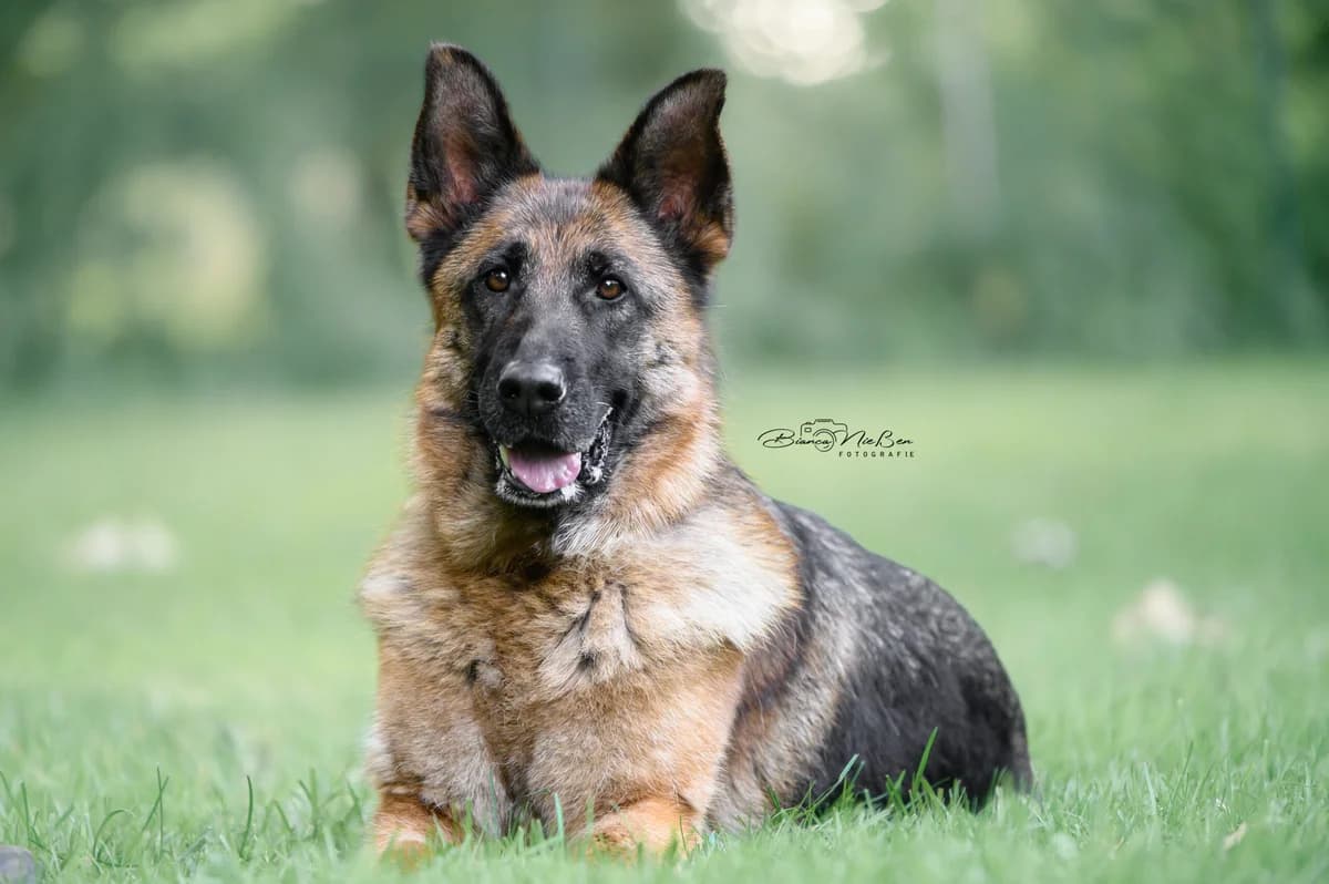 Rodia, female German Shepherd for adoption at ASPCA Friesoythe and surroundings, Saterland