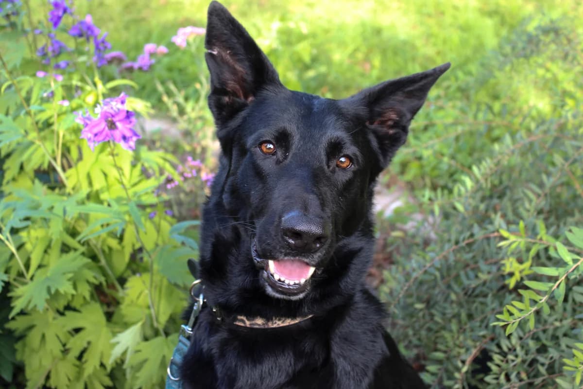 Beleza, female German Shepherd for adoption at ASPCA Friesoythe and surroundings, Saterland