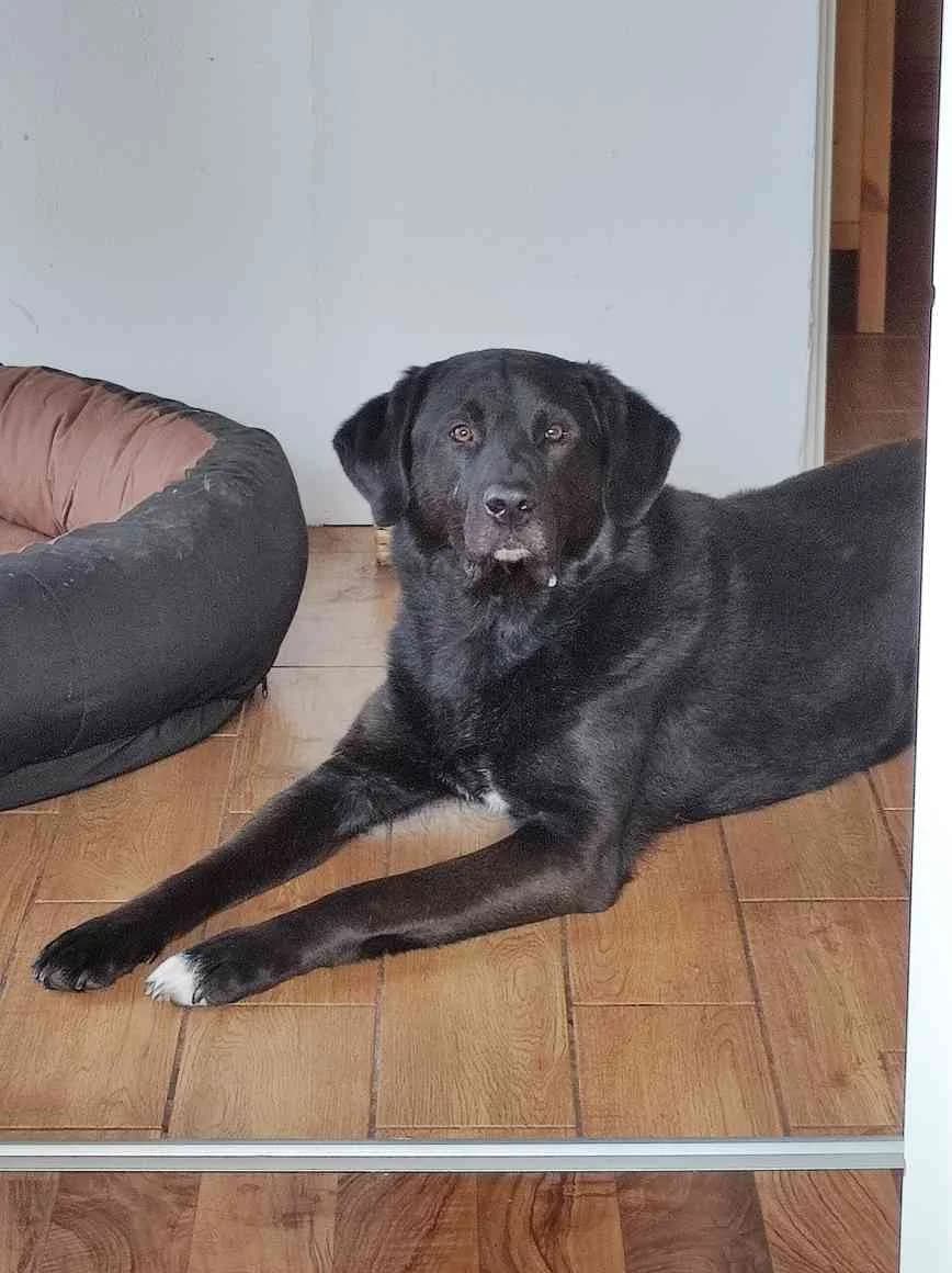 Lloyd, 7yo Mixed Breed for adoption at ASPCA Friesoythe and surroundings, Saterland