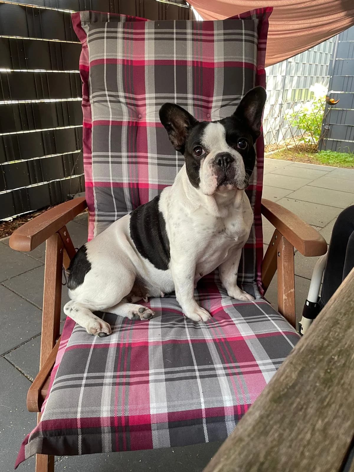 Lilo, female senior Mixed Breed for adoption at ASPCA Friesoythe and surroundings, Saterland