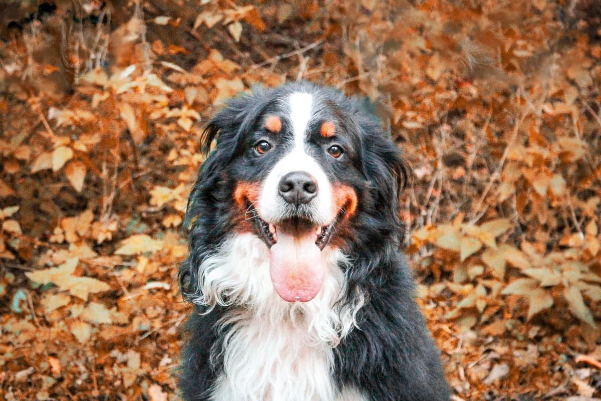 Lord, male Bernese Mountain Dog for adoption at ASPCA Friesoythe and surroundings