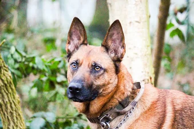 Arko, male senior Belgian Malinois for adoption at ASPCA Friesoythe and surroundings, Saterland