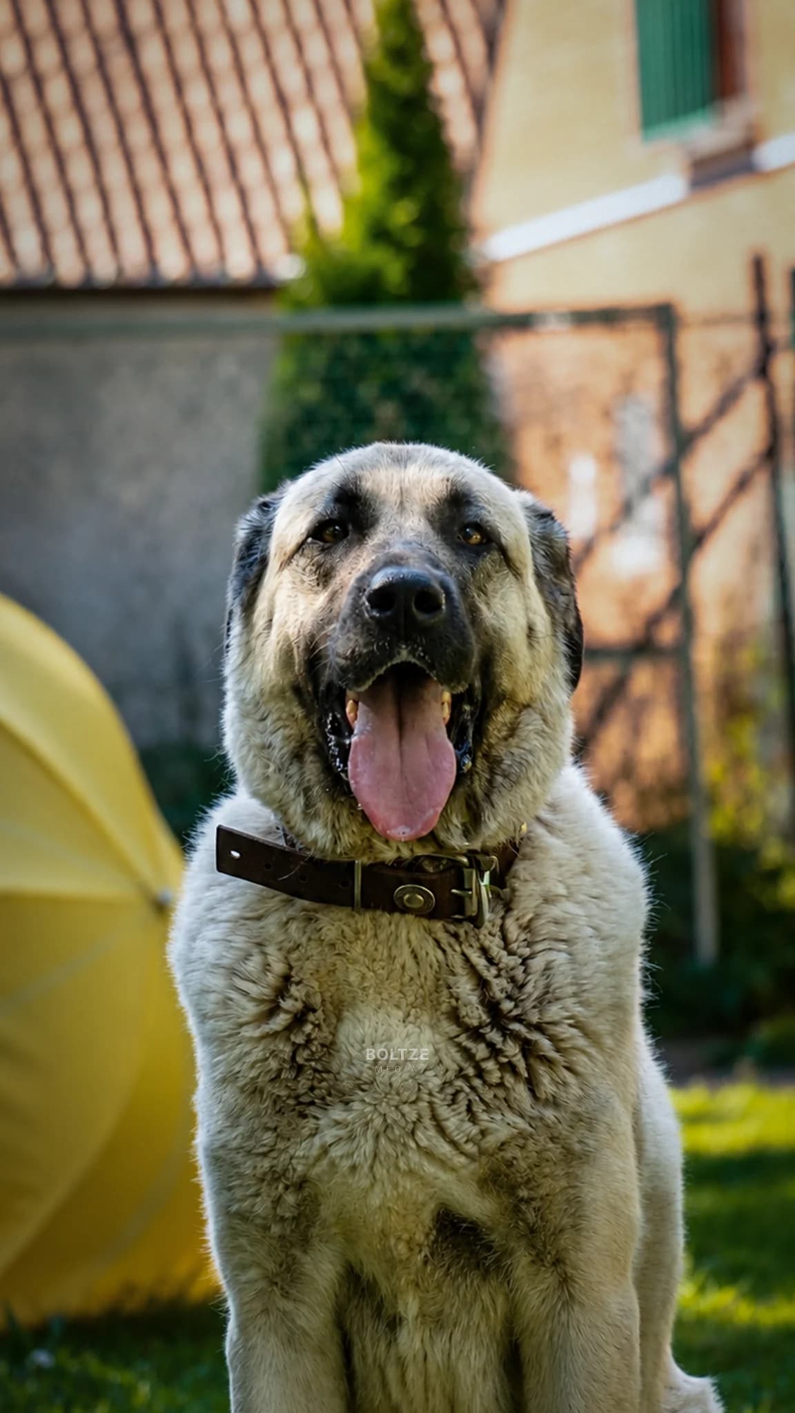 Asena, female 4yo Kangal for adoption at ASPCA Friesoythe and surroundings, Saterland