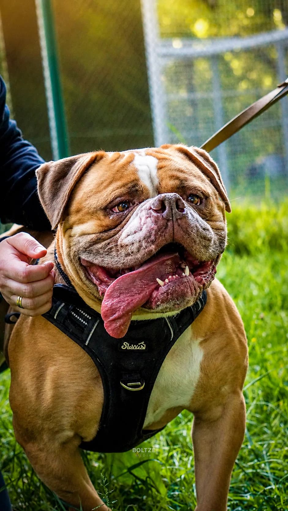 Clarence, male 5yo mixed breed for adoption at ASPCA Friesoythe and surroundings, Saterland