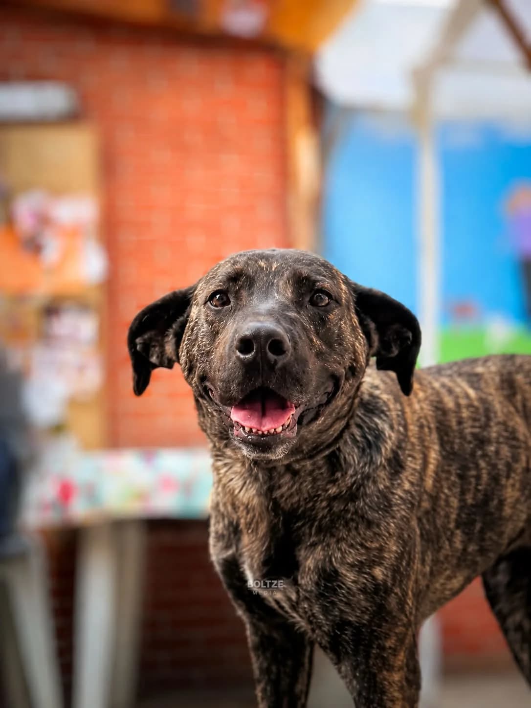 Gerti, female senior Mixed Breed for adoption at ASPCA Friesoythe and surroundings, Saterland