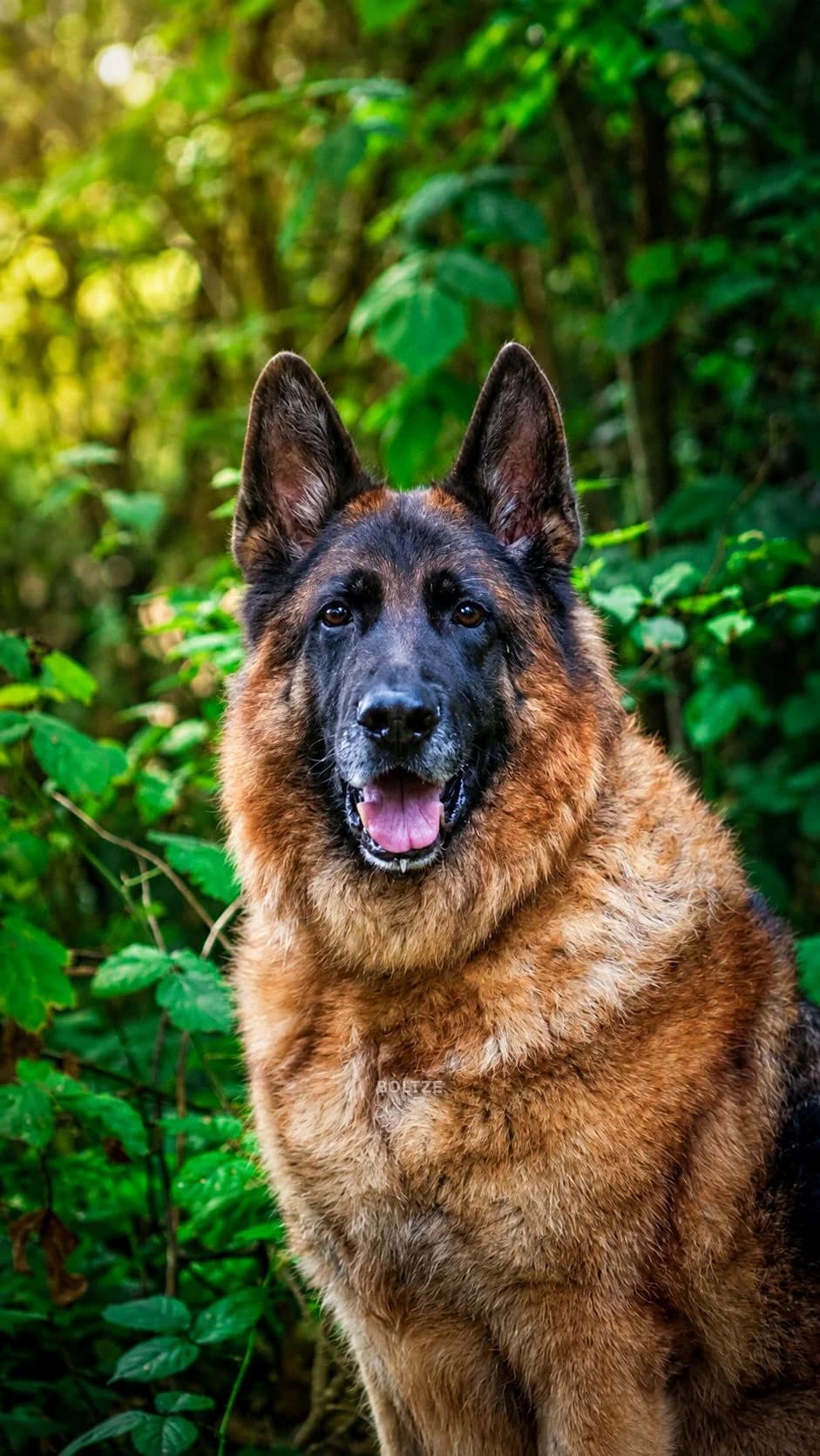 Heinrich, male senior German Shepherd for adoption at ASPCA Friesoythe and surroundings, Saterland