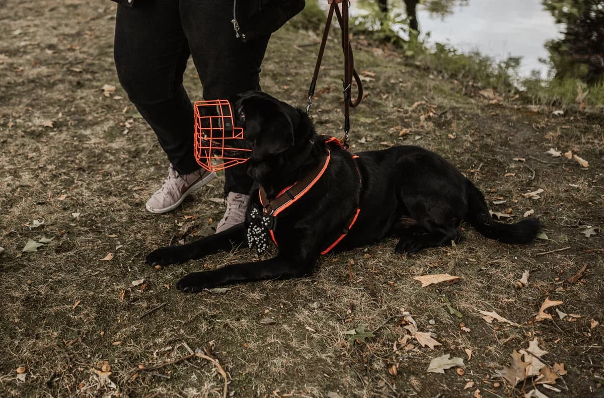 Jack, male 5yo Labrador Retriever for adoption at ASPCA Friesoythe and surroundings, Saterland