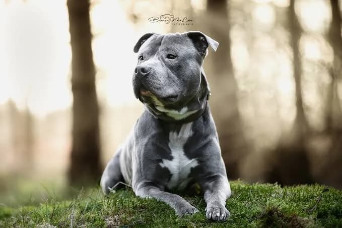 Leon, male 5yo American Staffordshire Terrier for adoption at ASPCA Friesoythe and surroundings, Saterland