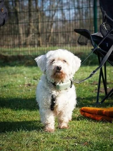 Marianne, female 7yo Maltese for adoption at ASPCA Friesoythe and surroundings, Saterland