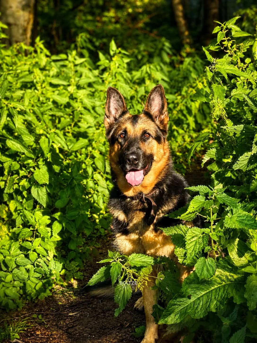 Nami, female 5yo German Shepherd for adoption at ASPCA Friesoythe and surroundings, Saterland