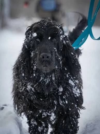 Perdu, male 3yo Cocker Spaniel for adoption at ASPCA Friesoythe and surroundings, Saterland