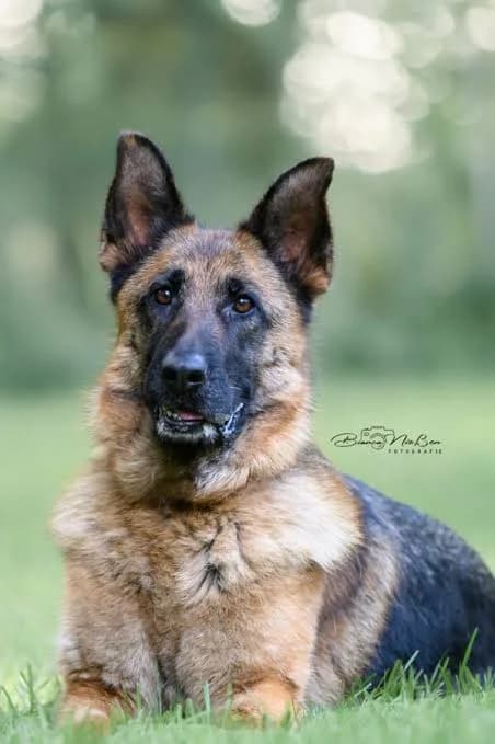 Rodia, female 7yo German Shepherd for adoption at ASPCA Friesoythe and surroundings, Saterland
