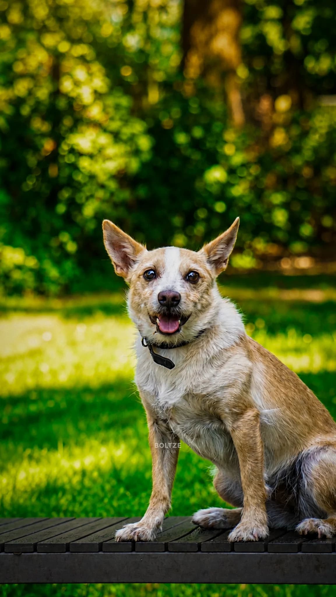 Rosalie, female senior Shiba Inu for adoption at ASPCA Friesoythe and surroundings, Saterland