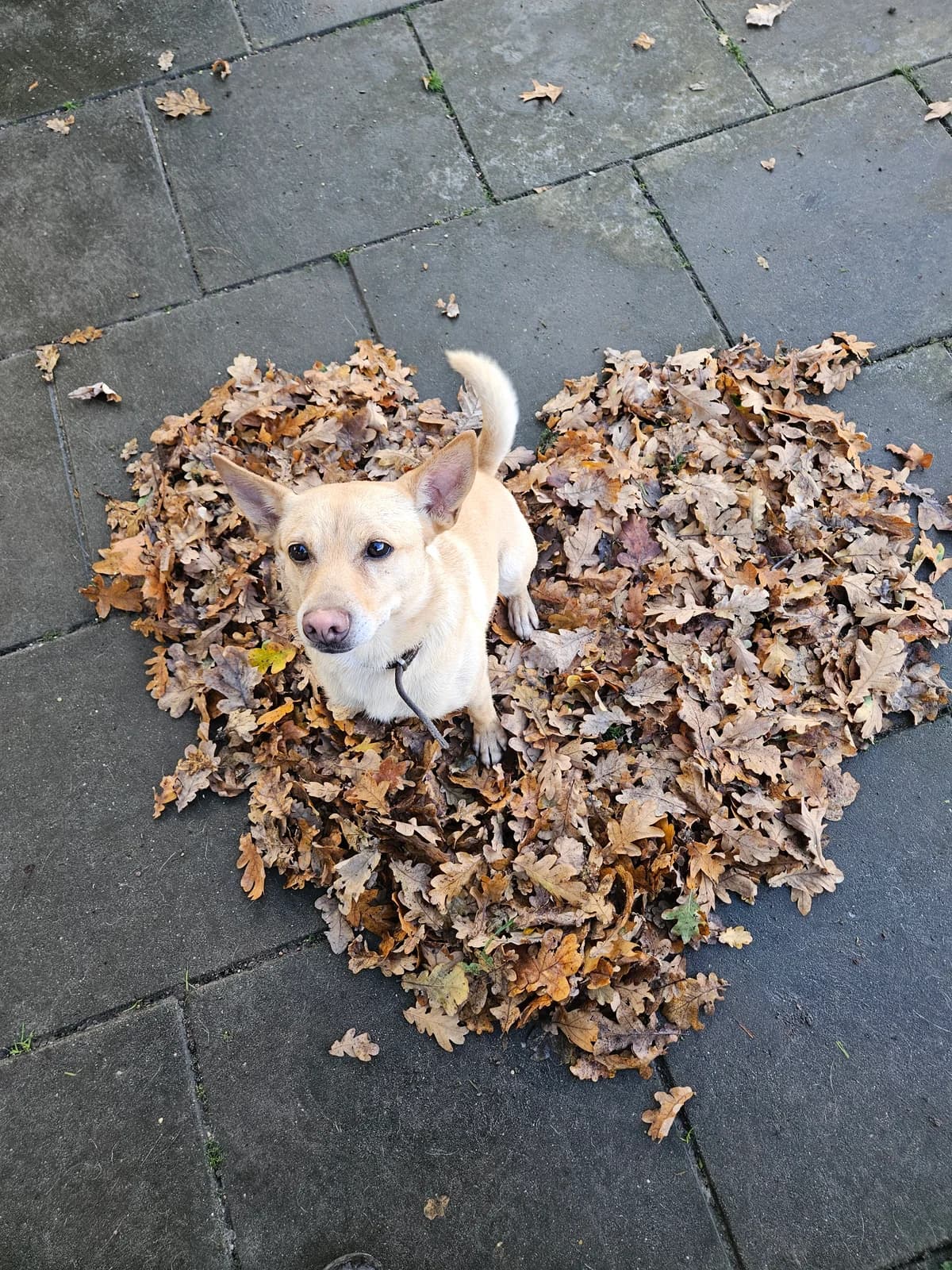 Shai, male senior Shiba Inu for adoption at ASPCA Friesoythe and surroundings, Saterland