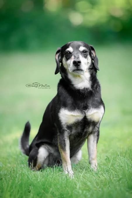Snappy, male senior Jack Russell Terrier for adoption at ASPCA Friesoythe and surroundings, Saterland