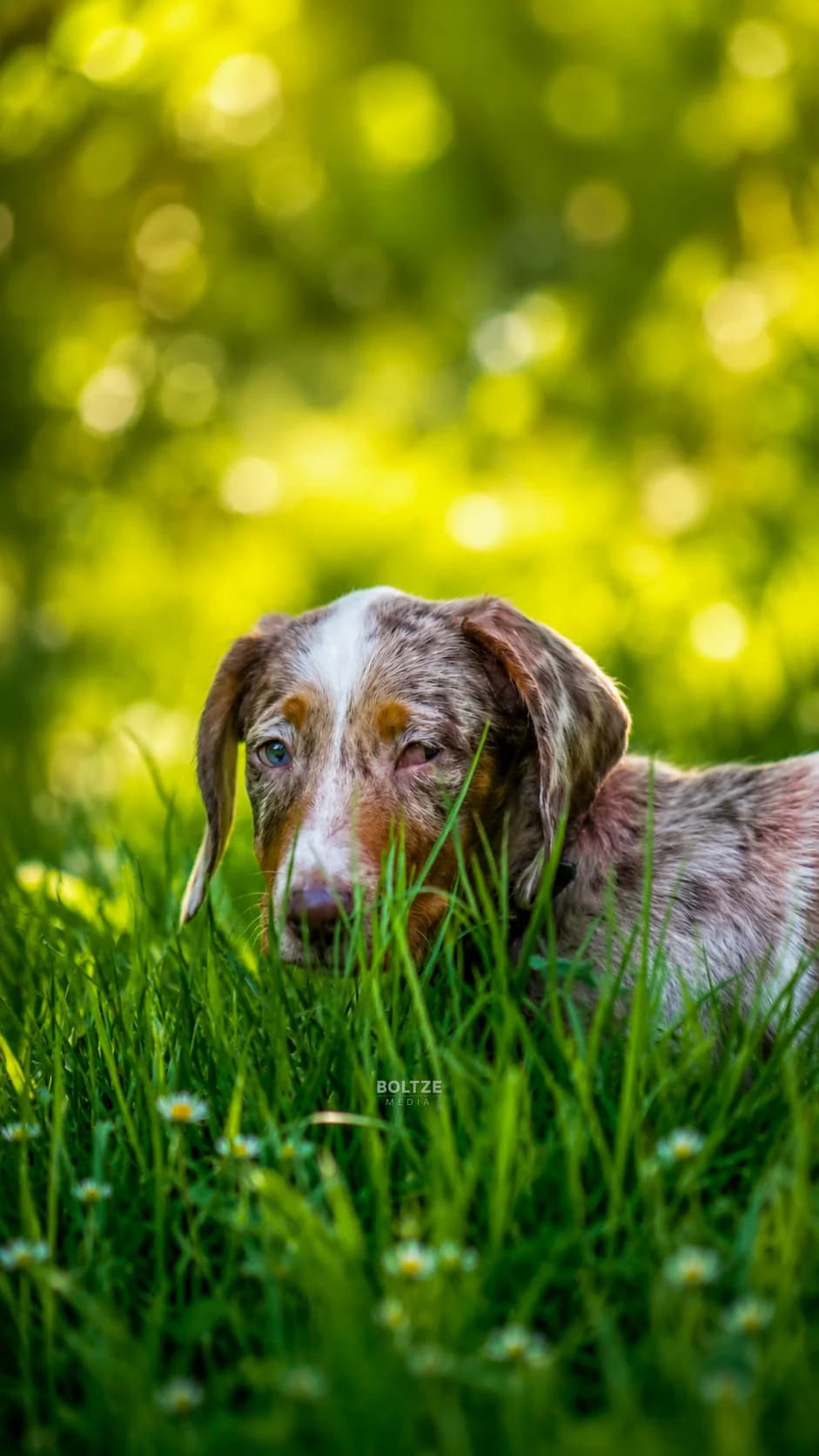 Stevie Wonder, merle male puppy Dachshund for adoption at ASPCA Friesoythe and surroundings, Saterland