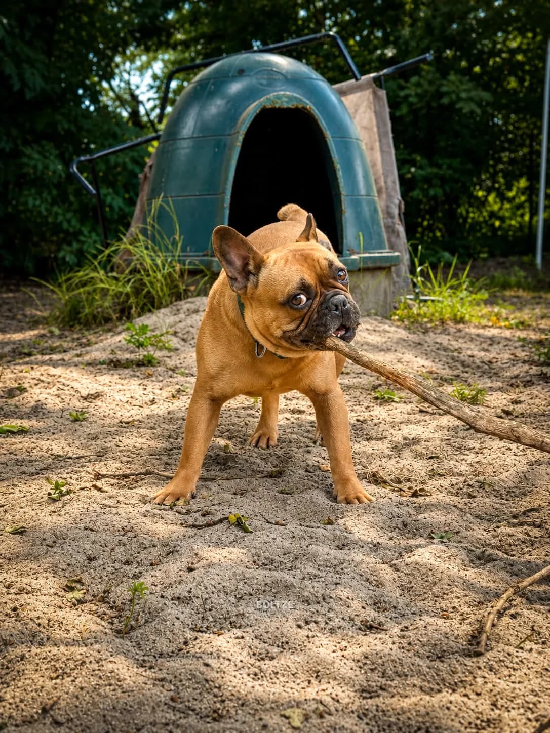 Töfte, male 3yo English Bulldog for adoption at ASPCA Friesoythe and surroundings, Saterland