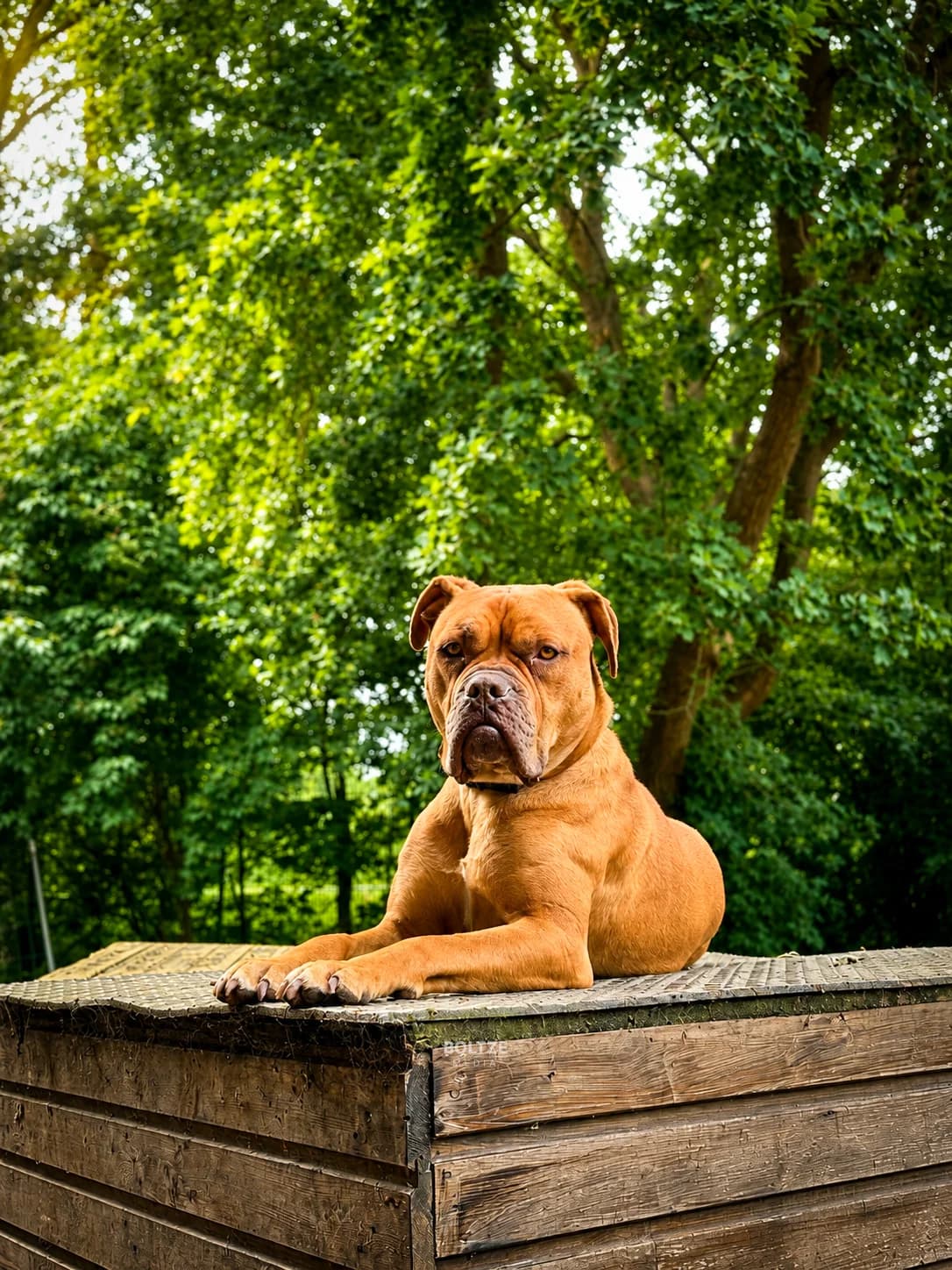 Veto, male 4yo mixed breed for adoption at ASPCA Friesoythe and surroundings, Saterland