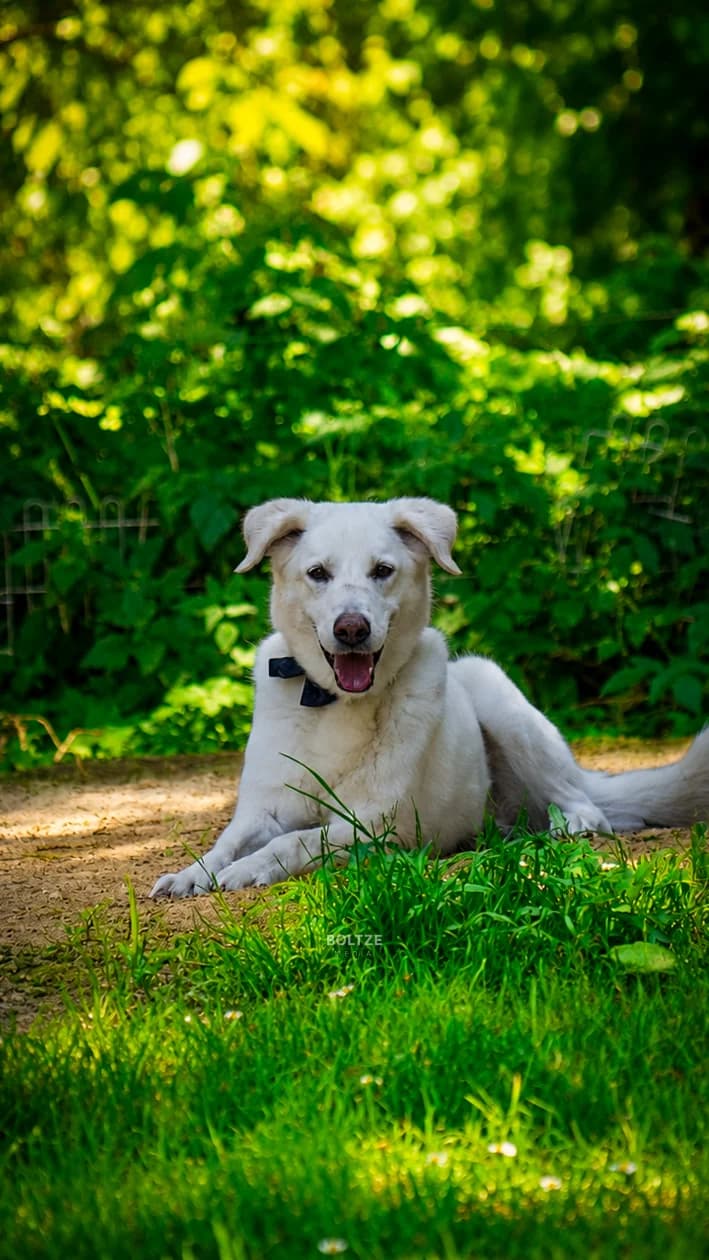 Yuna, female senior Akita for adoption at ASPCA Friesoythe and surroundings, Saterland