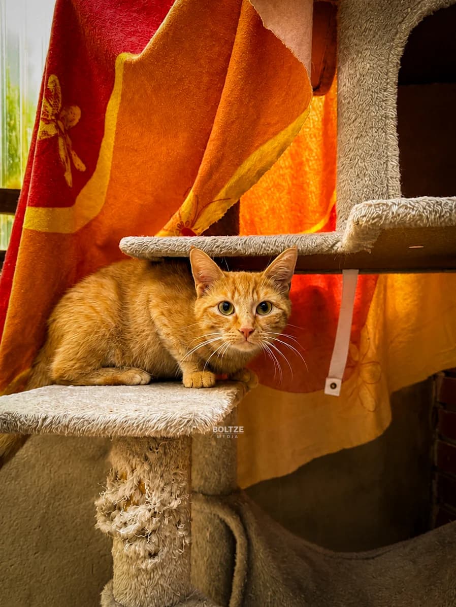 Elio, male puppy European Shorthair for adoption at ASPCA Friesoythe and surroundings, Saterland