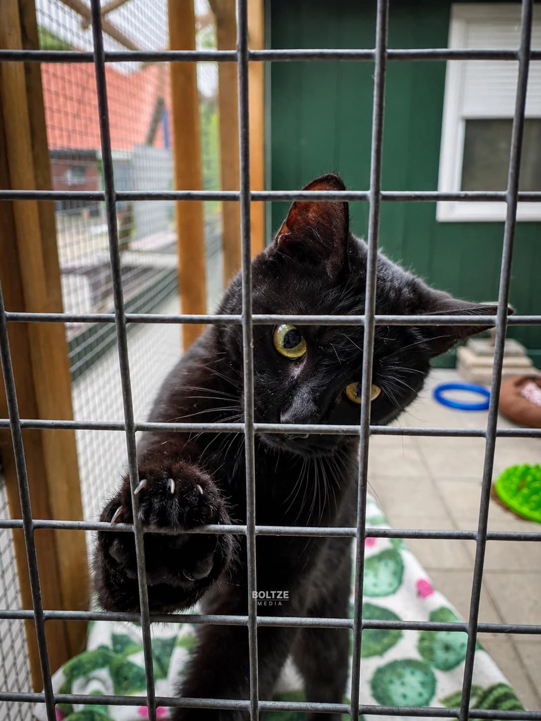 Franziska, female young European Shorthair for adoption at ASPCA Friesoythe and surroundings, Saterland
