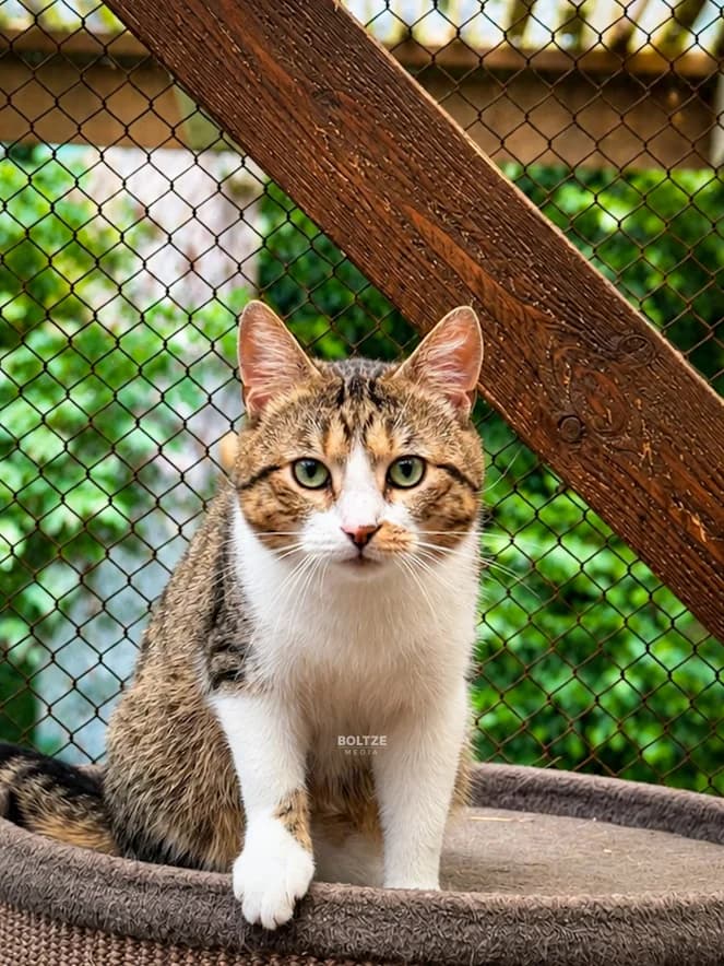 Hobbit, male European Shorthair for adoption at ASPCA Friesoythe and surroundings, Saterland
