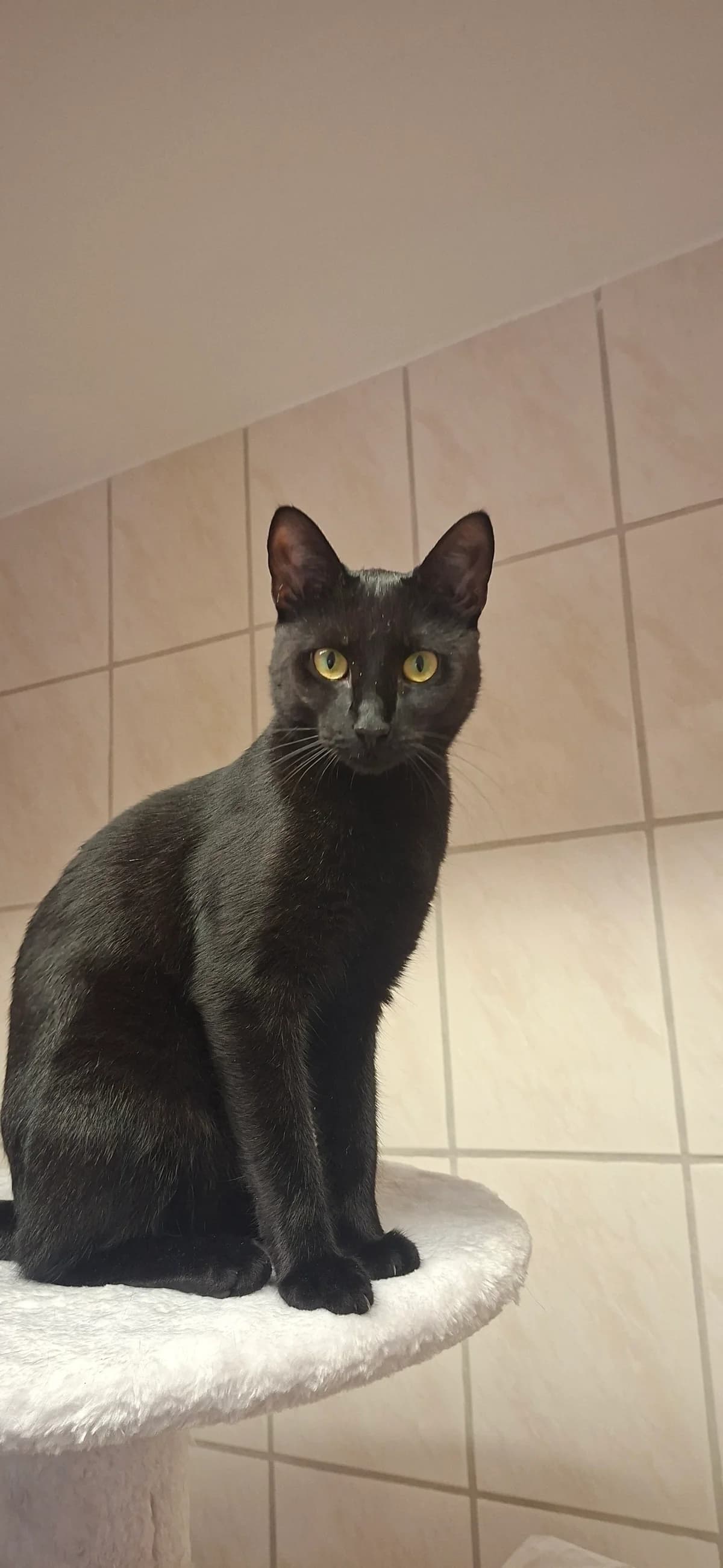 Ken, male young European Shorthair for adoption at ASPCA Friesoythe and surroundings, Saterland