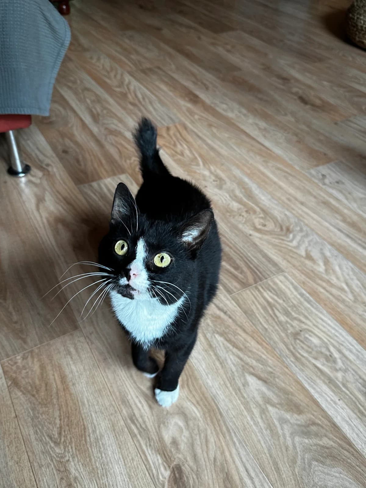 Krigar, male European Shorthair for adoption at ASPCA Friesoythe and surroundings, Saterland