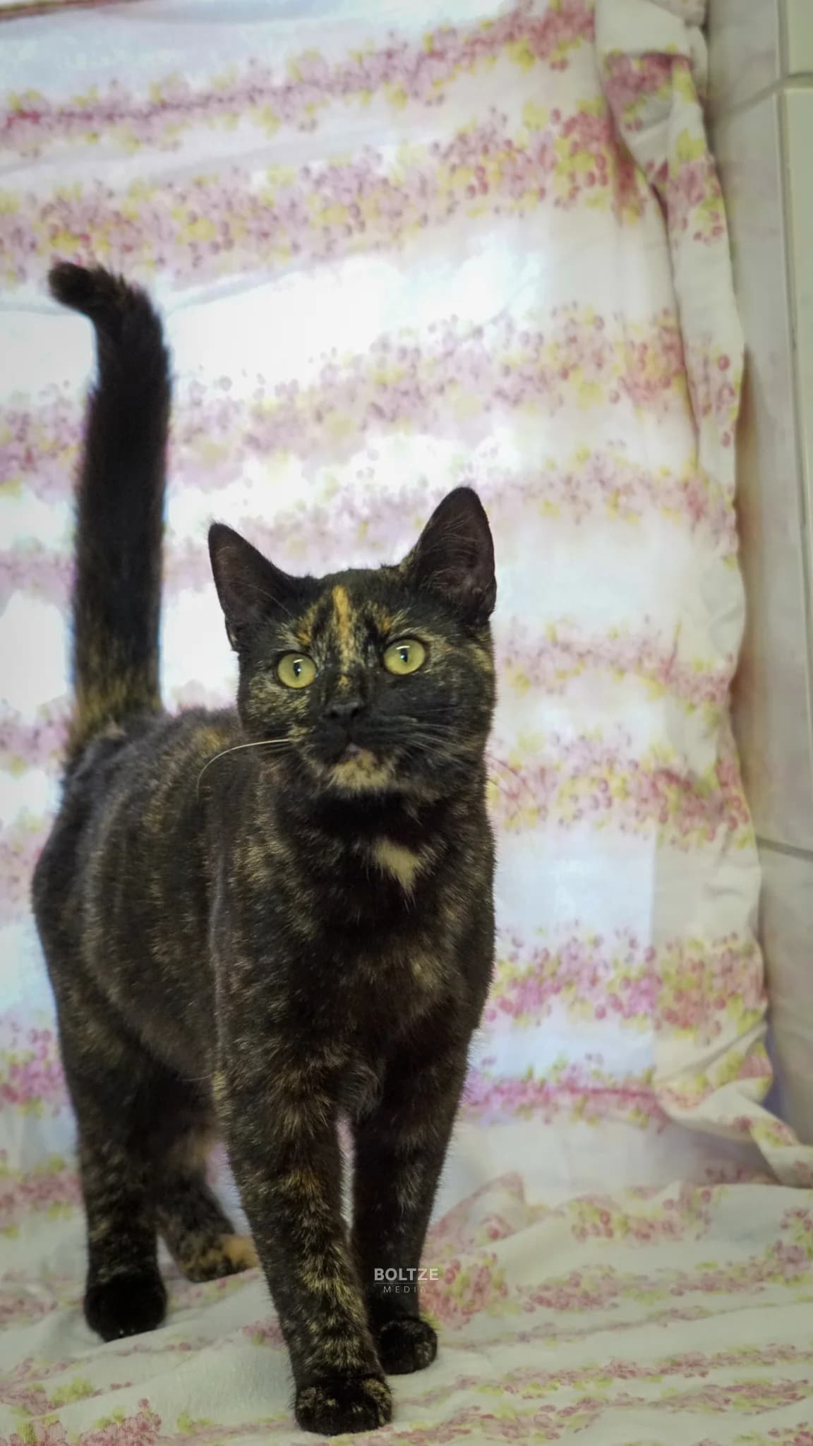 Lizzie, female young European Shorthair for adoption at ASPCA Friesoythe and surroundings, Saterland