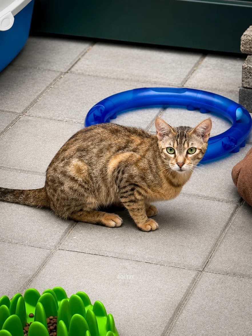Odilia, female young Bengal for adoption at ASPCA Friesoythe and surroundings, Saterland
