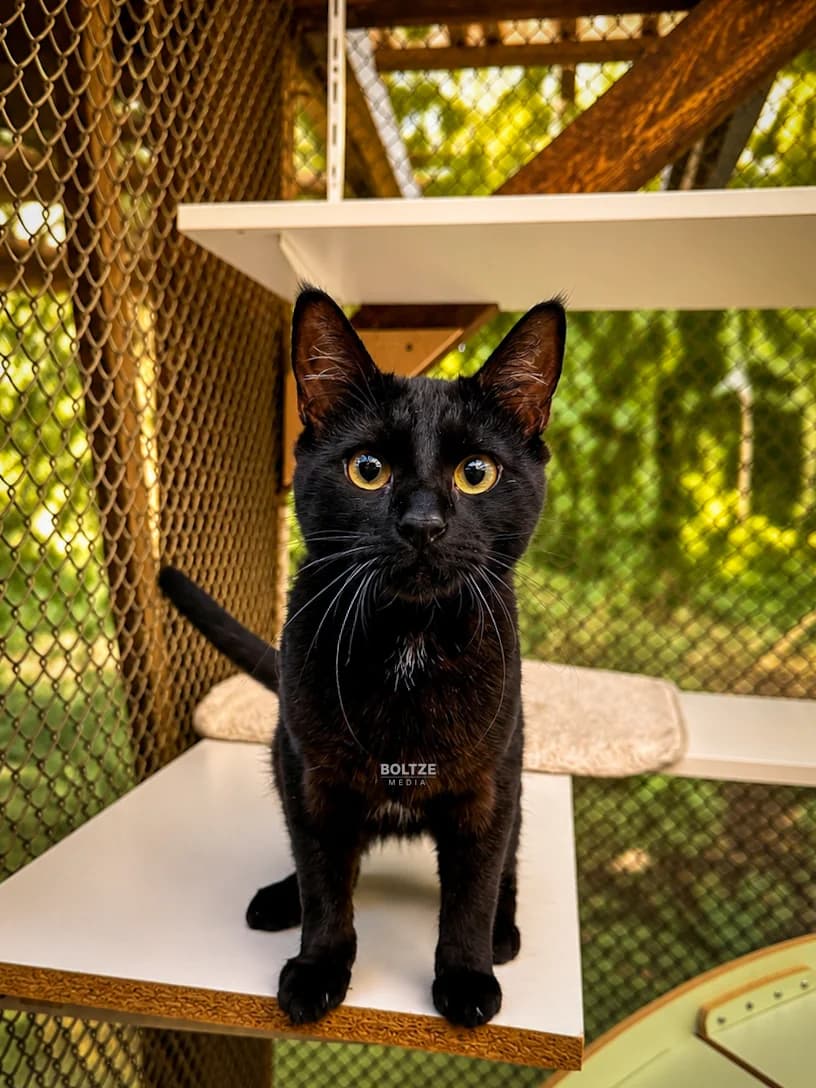 Salivan, male puppy European Shorthair for adoption at ASPCA Friesoythe and surroundings, Saterland