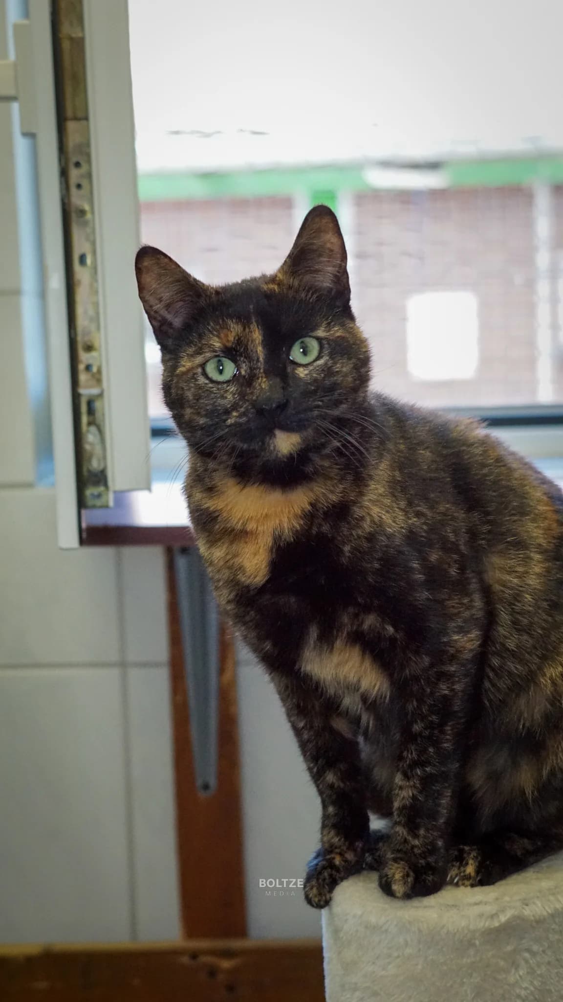 Trixie, female 3yo European Shorthair for adoption at ASPCA Friesoythe and surroundings, Saterland