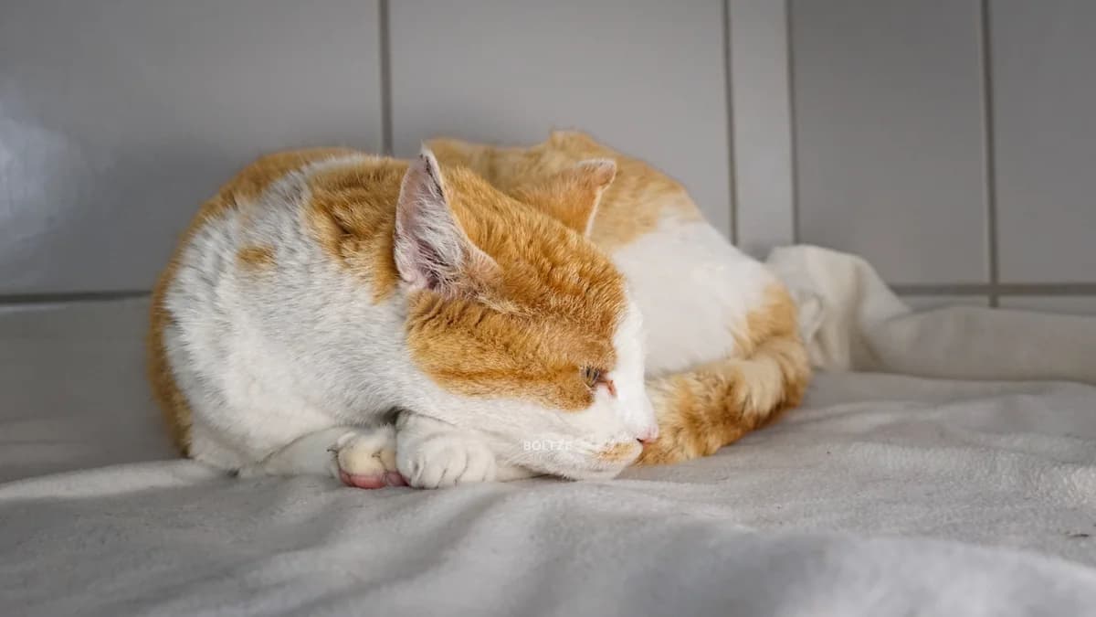 Yelli, female European Shorthair for adoption at ASPCA Friesoythe and surroundings, Saterland