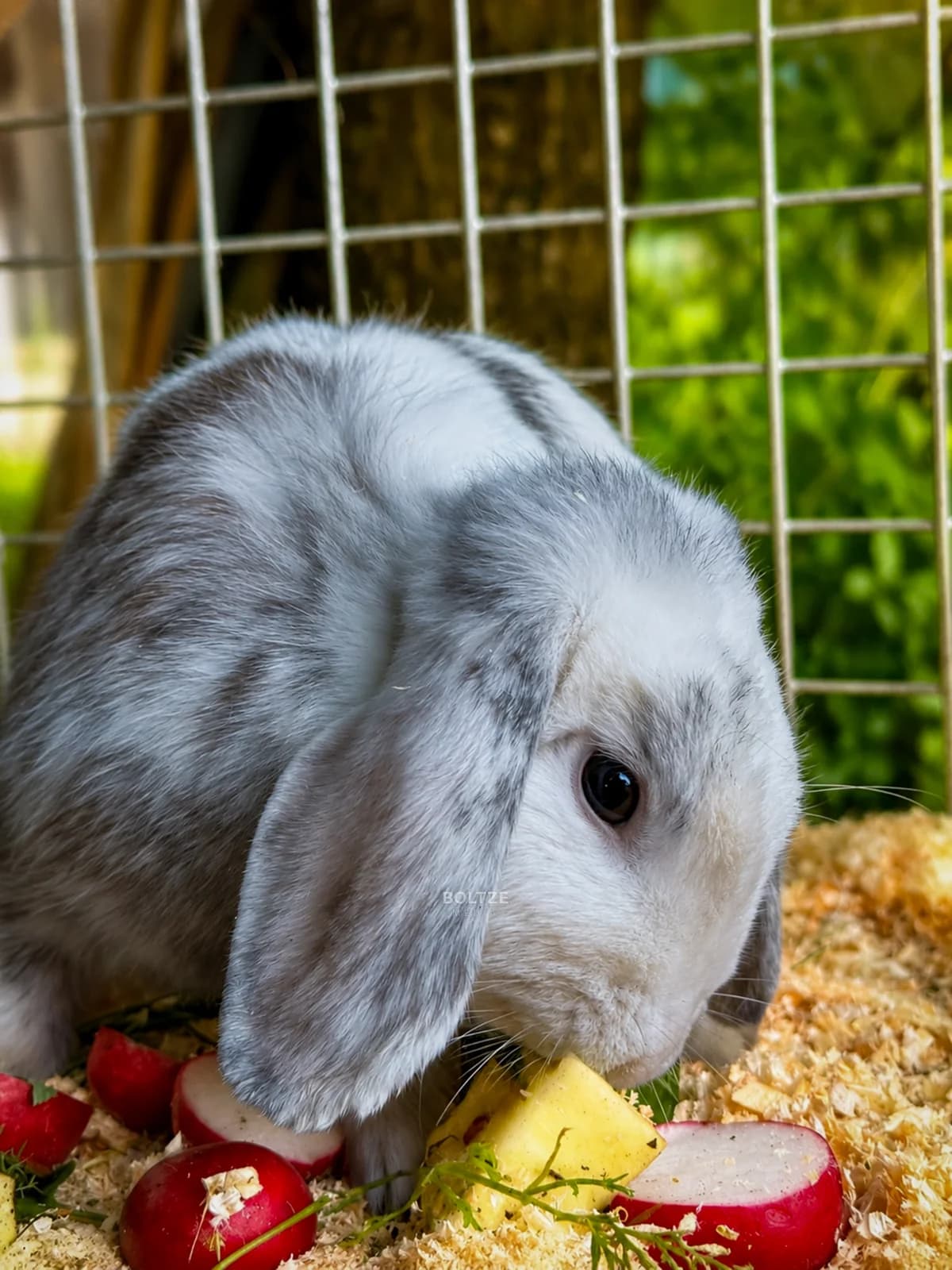Samara, female young mixed breed for adoption at ASPCA Friesoythe and surroundings, Saterland