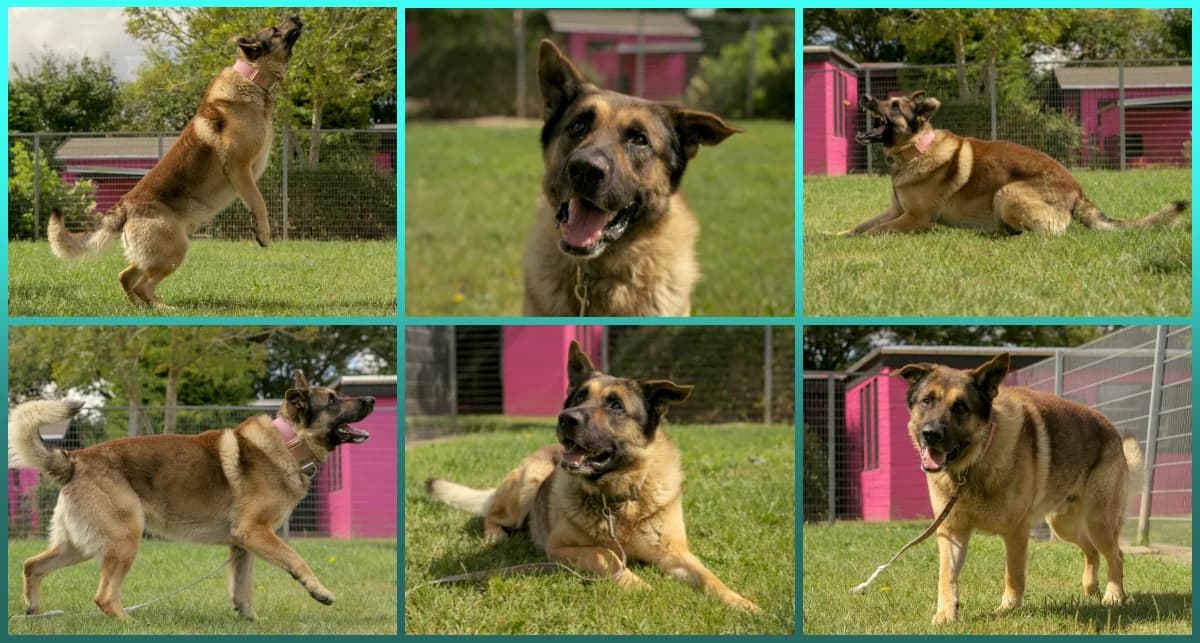 Rex, schwarz male Mixed Breed Cat for adoption at ASPCA Stralsund e.V., Stralsund