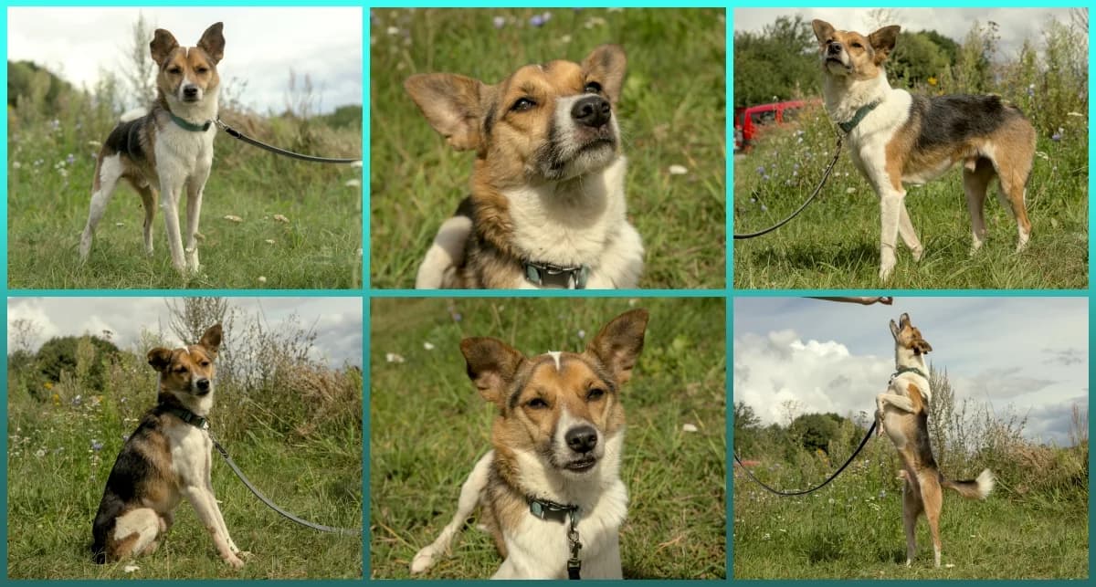 Knigge, male senior Mixed Breed Cat for adoption at ASPCA Stralsund e.V., Stralsund
