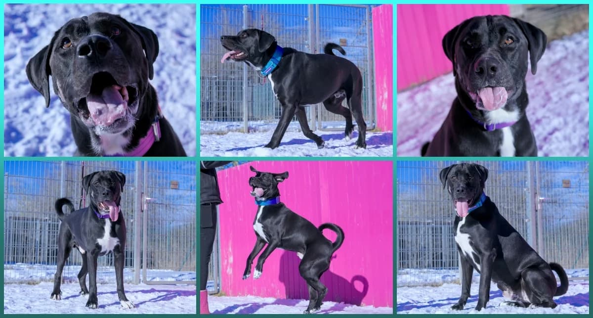 Lenor, schwarz male puppy Mixed Breed for adoption at ASPCA Stralsund e.V., Stralsund