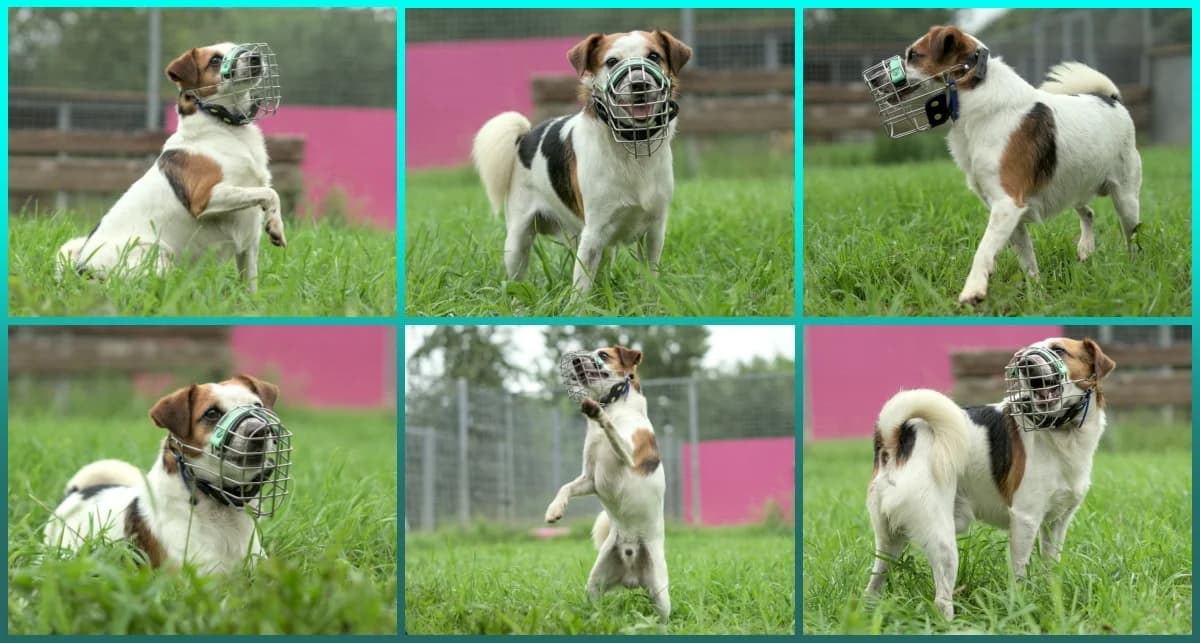 Pepe, tricolor male senior Jack Russell Terrier for adoption at ASPCA Stralsund e.V., Stralsund