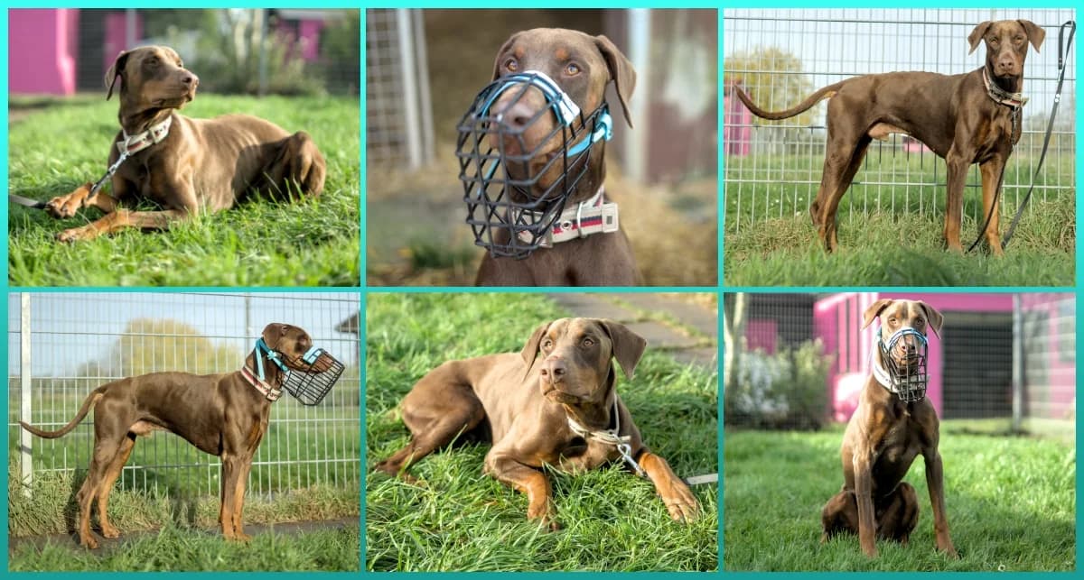 Wotan, braun male senior Doberman for adoption at ASPCA Stralsund e.V., Stralsund