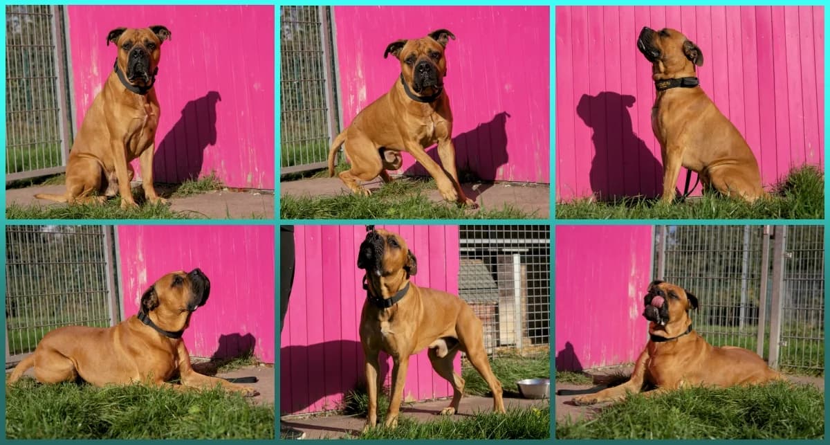 Pollux, gestromt male senior Mixed Breed Cat for adoption at ASPCA Stralsund e.V., Stralsund