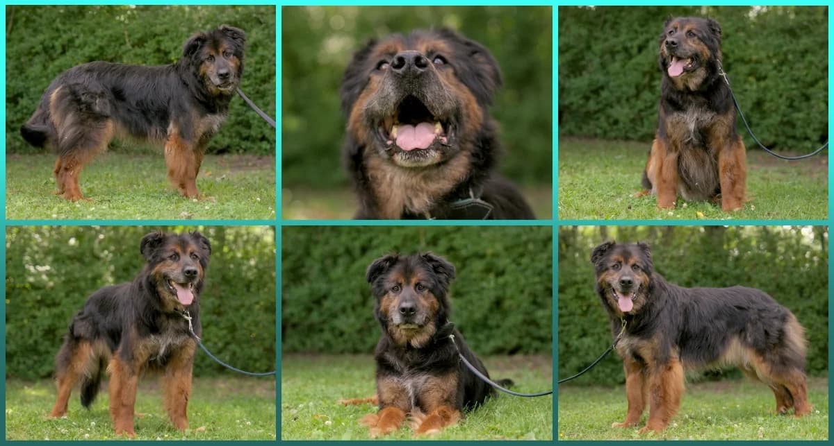Arion, schwarz male senior Mixed Breed Cat for adoption at ASPCA Stralsund e.V., Stralsund