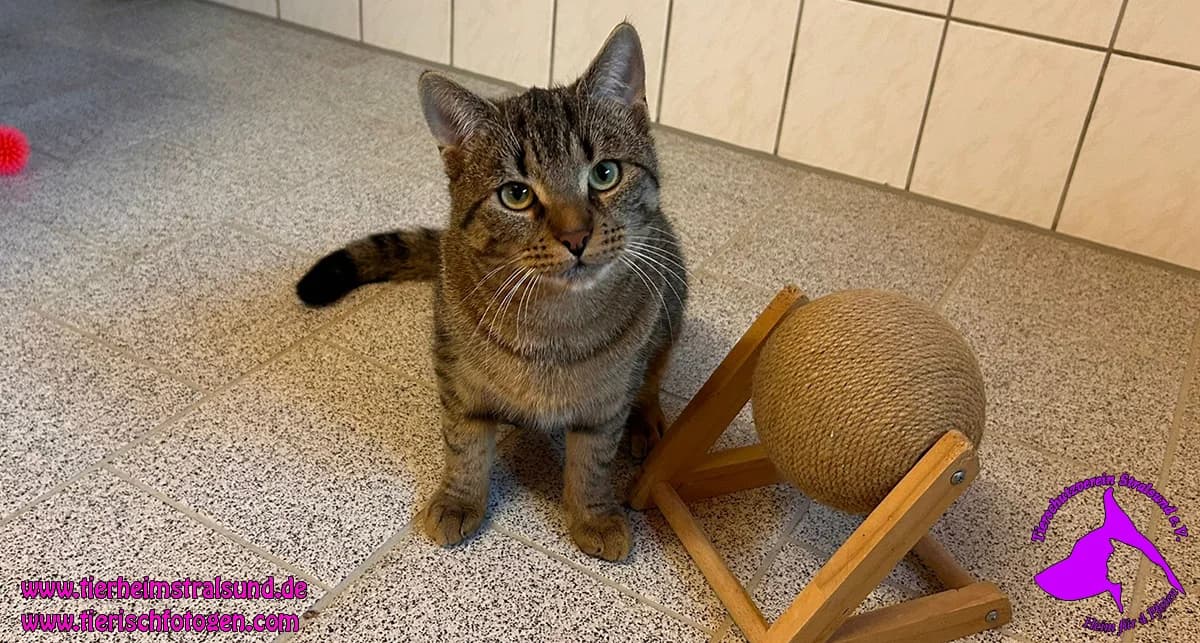 OdinEKH, male Mixed Breed for adoption at ASPCA Stralsund e.V., Stralsund