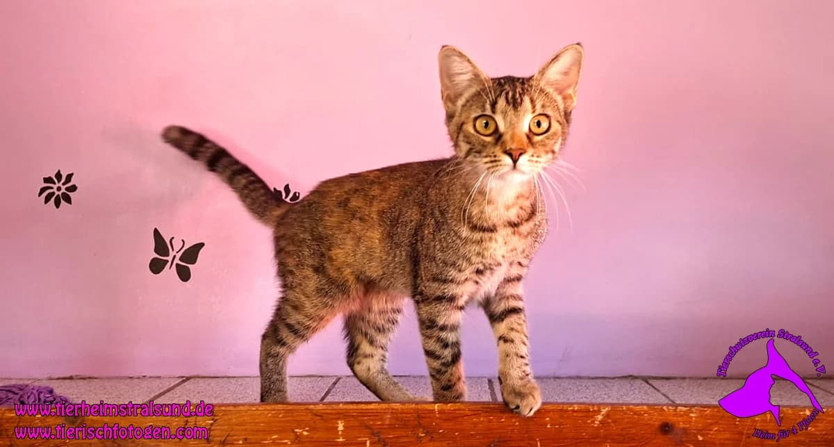 Shina, female senior Mixed Breed for adoption at ASPCA Stralsund e.V., Stralsund